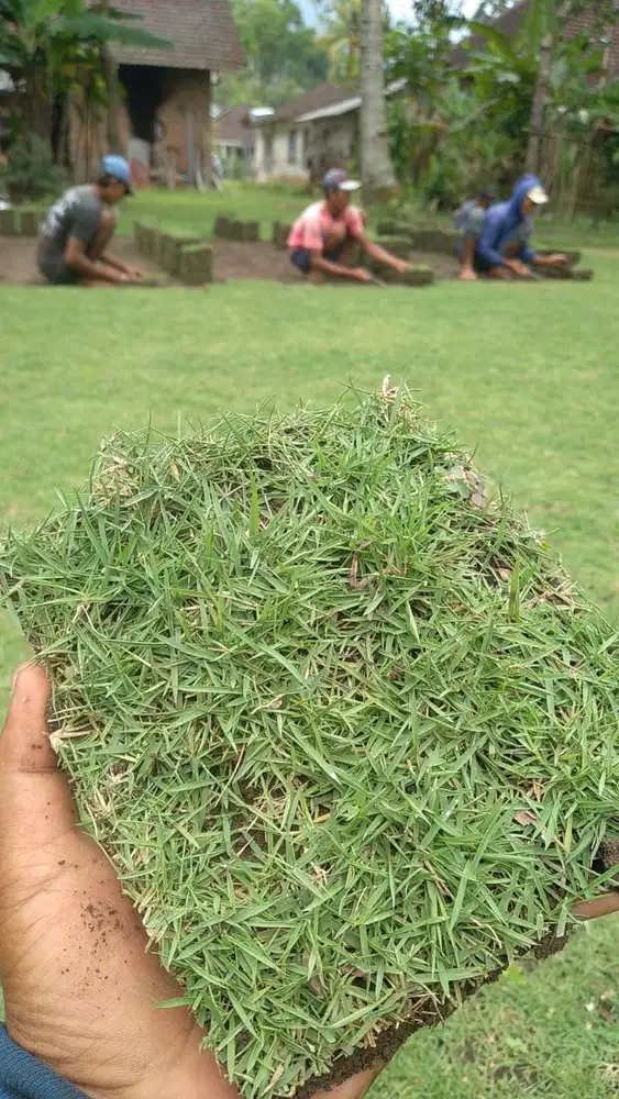 Harga Permeter Rumput Jepang Kendal