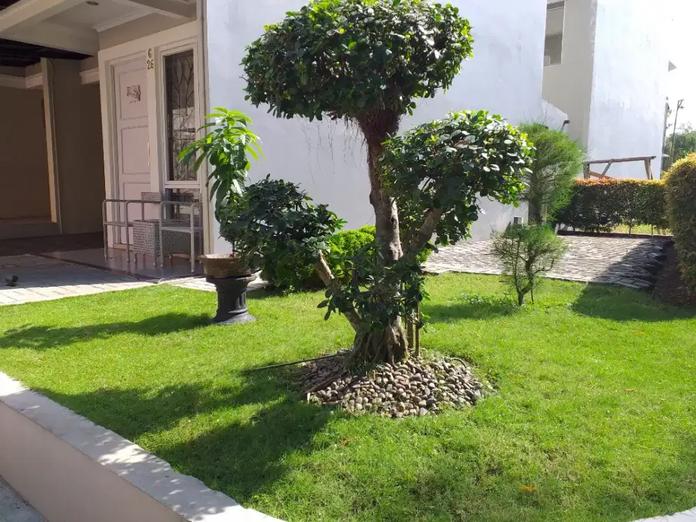 Tukang taman Jual Rumput jepang rumput taman