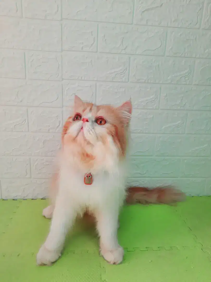 Jasa Pacak Kucing peaknose dan himalaya