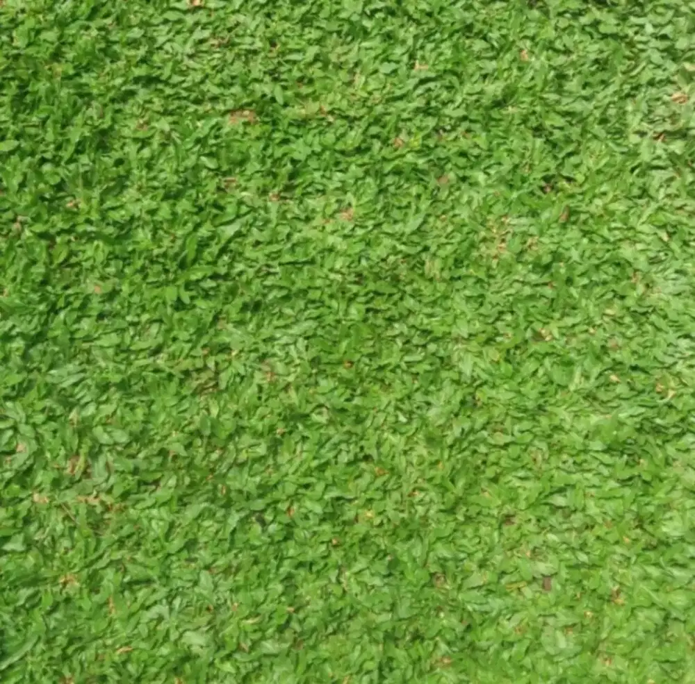 Jual rumput gajah mini