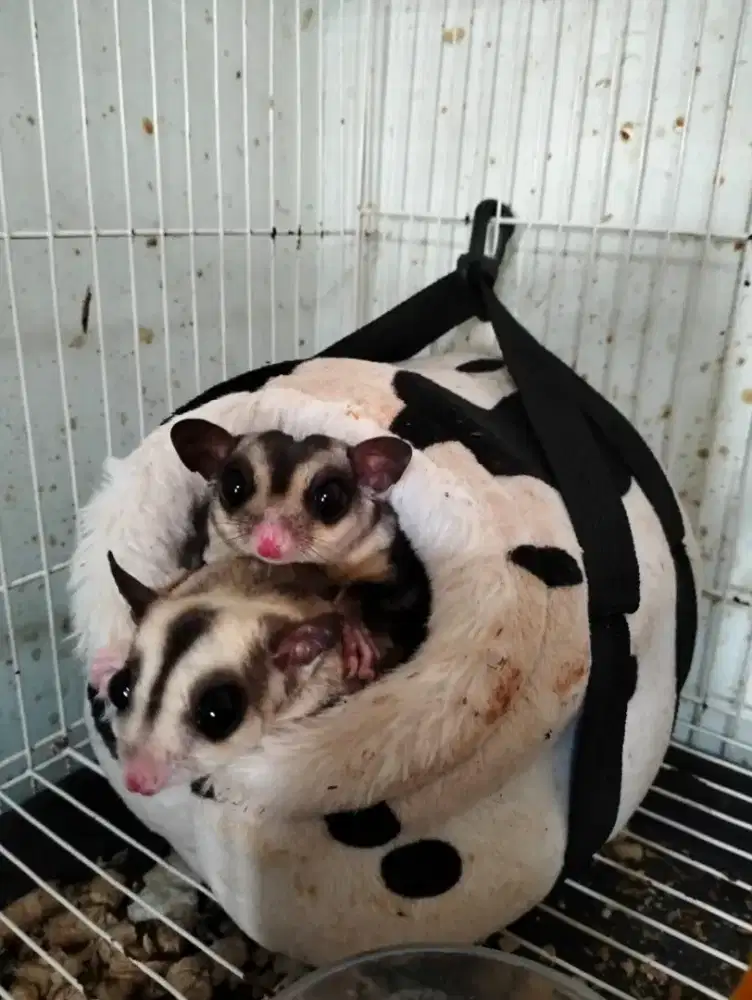 Olx sales sugar glider