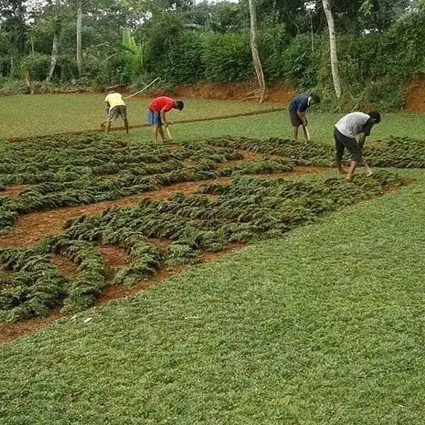 Tukang rumput taman berkwalitas