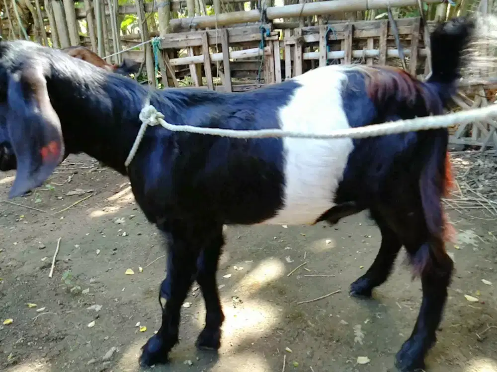 Kambing kendit jantan