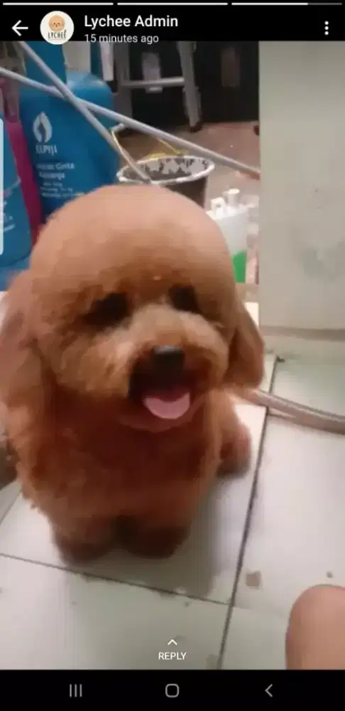 Termurah jasa grooming anjing kucing panggilan cukur bulu mandi rumah