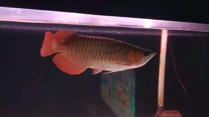 Arwana Super Red+aquarium