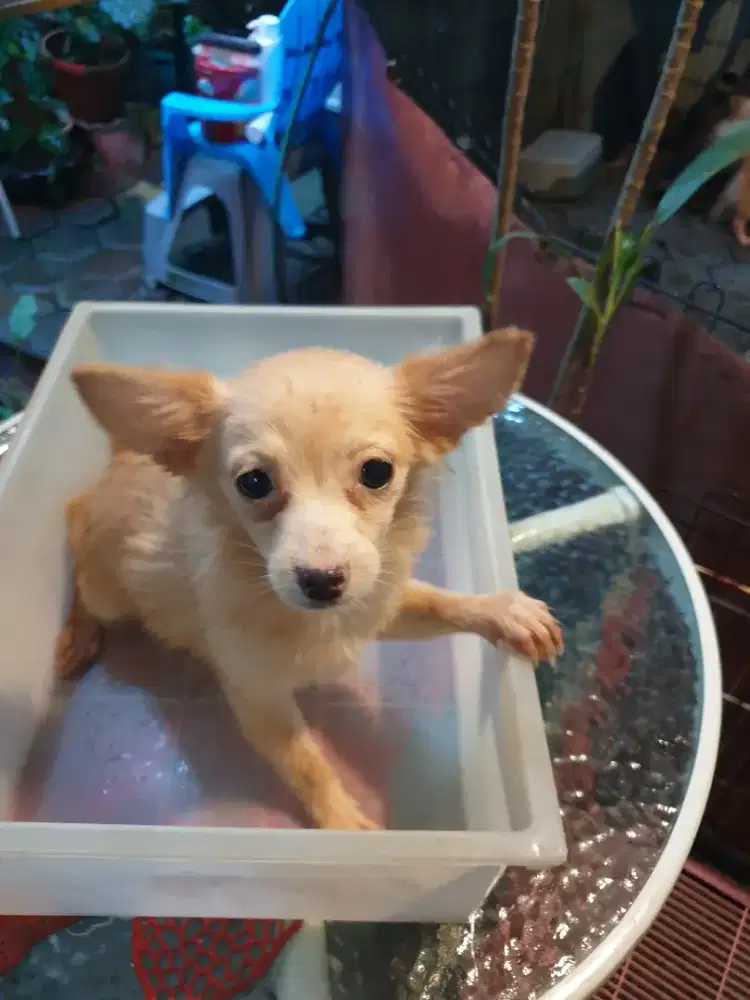 Beli 2 GRATIS 1 Dog mini size puppy unyu2