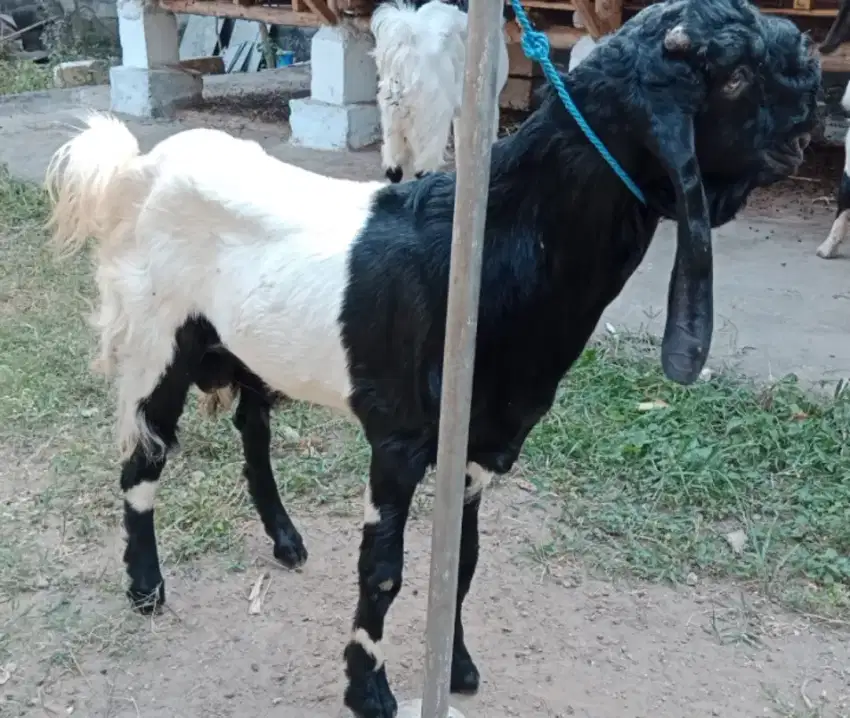 Jual kambing kurban dan aqiqoh