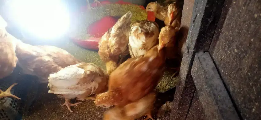 Ayam petelur merah usia 7 Minggu sudah divaksin lengkap.