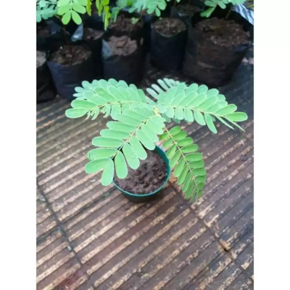 Bibit Buah Asam bakalan bonsai