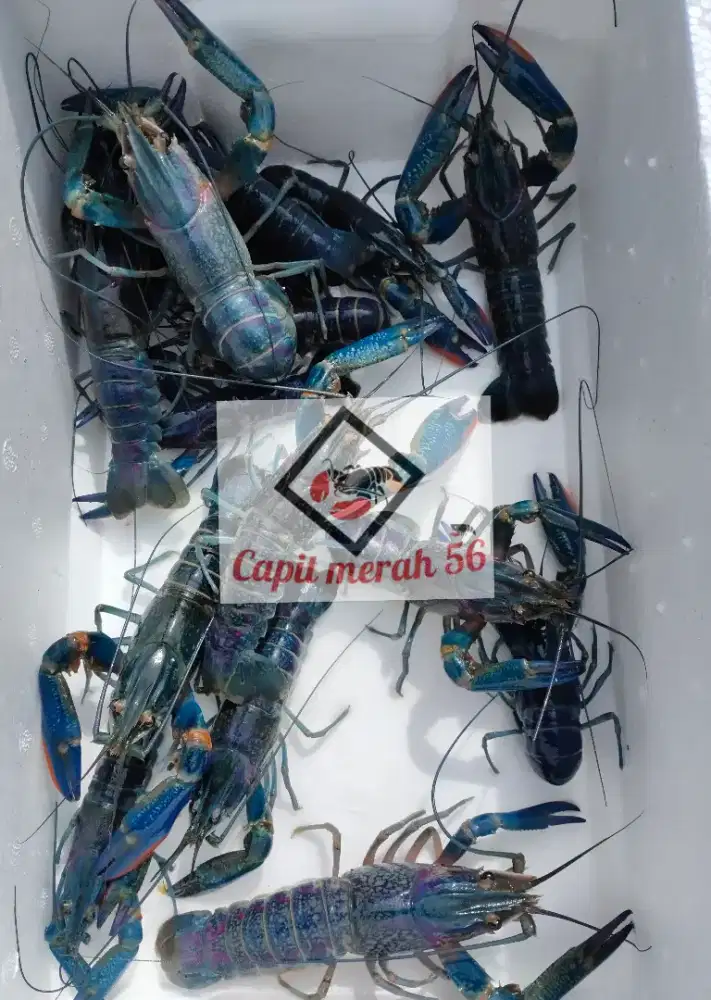 Paket indukan lobster air tawar isi 5 betina 3 jantan Grade A+