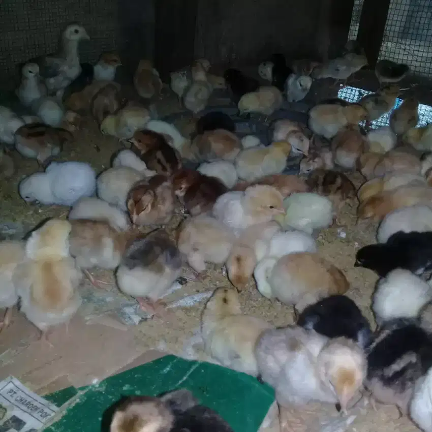 DOC AYAM KAMPUNG telp lihat diketerangan