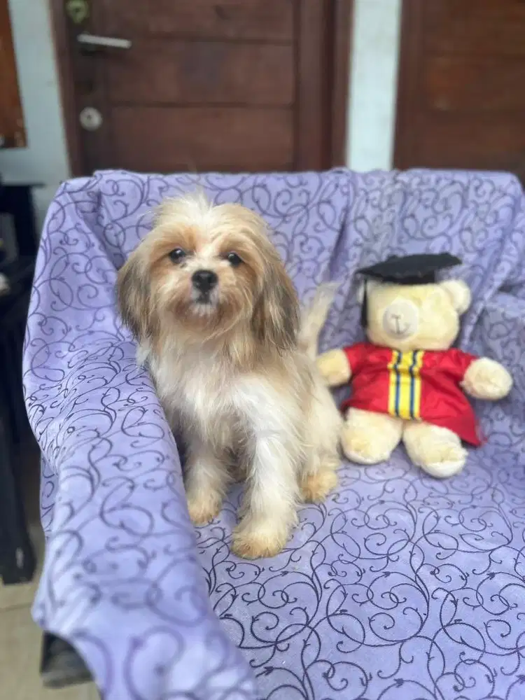 Anjing shih sale tzu mix pom