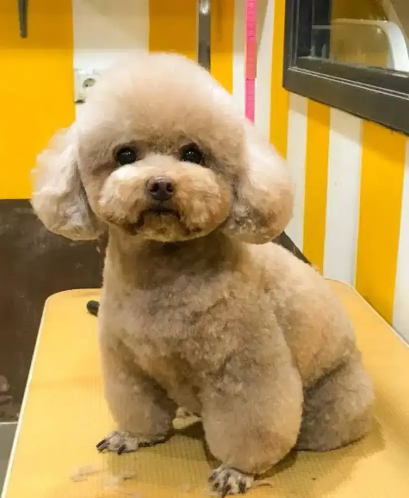 Termurah jasa grooming panggilan cat&dog