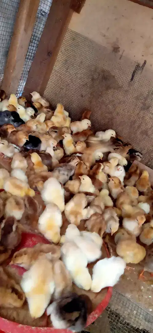 DOC Ayam KUB dijual
