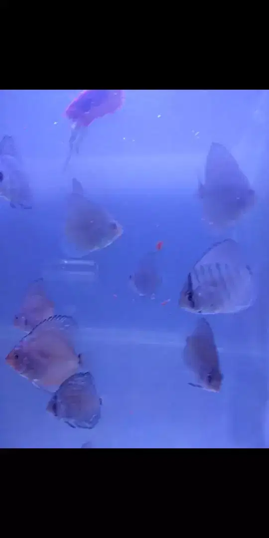 Ikan Discus Blue Cobalt 3,5 cm