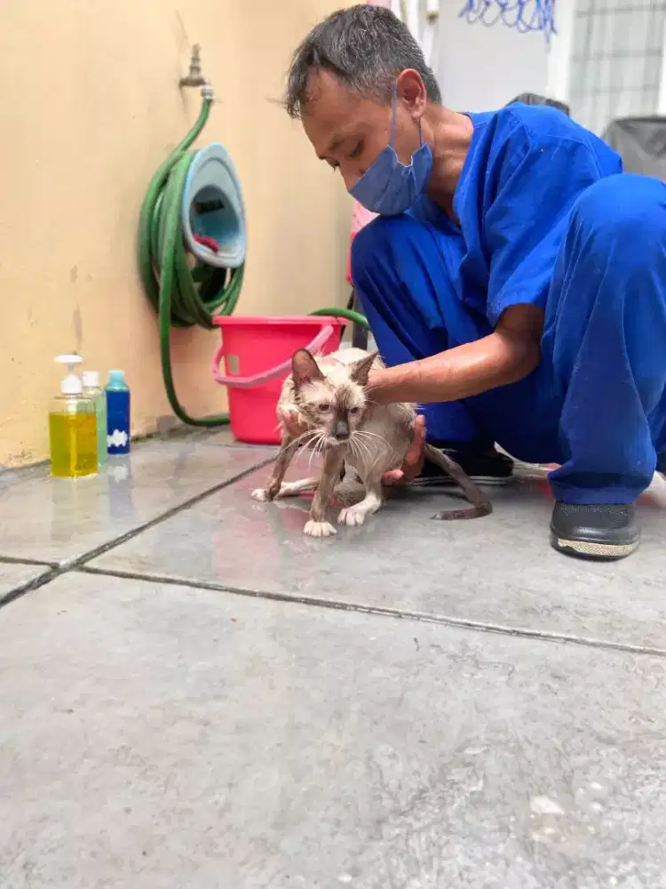 Grooming panggilan ke rumah se-jabodetabek