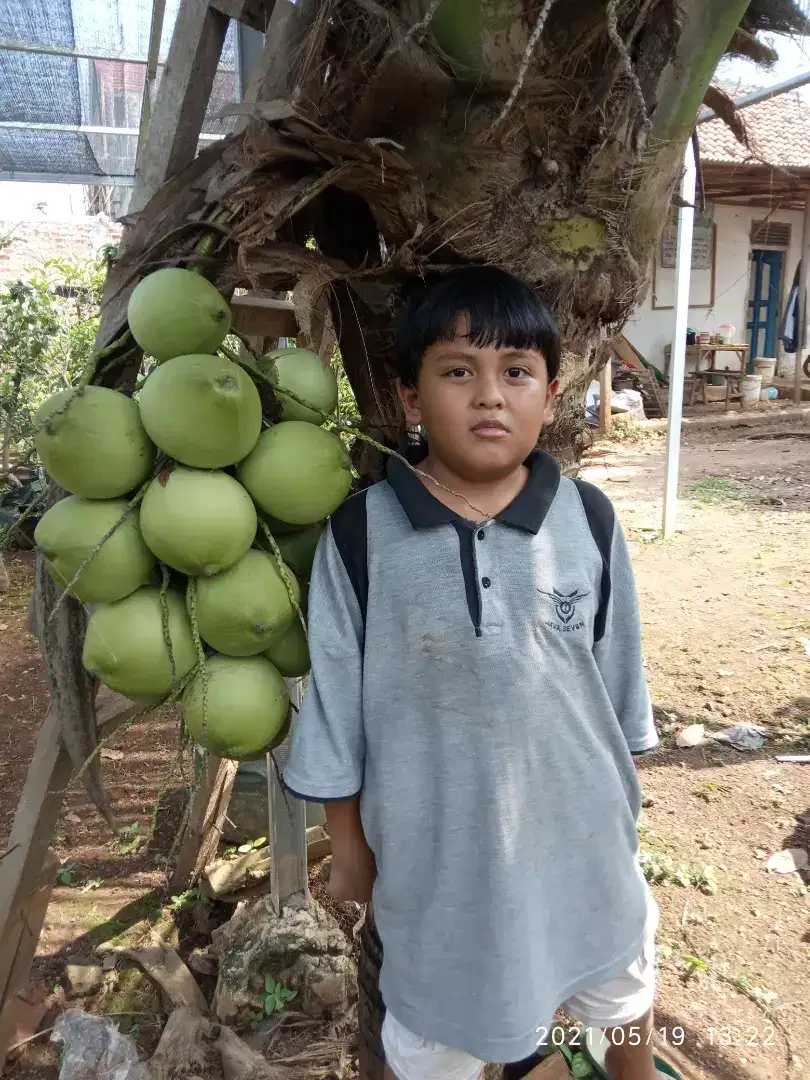 Bibit kelapa nias kelapa genjah untuk taman lokasi bandar Lampung