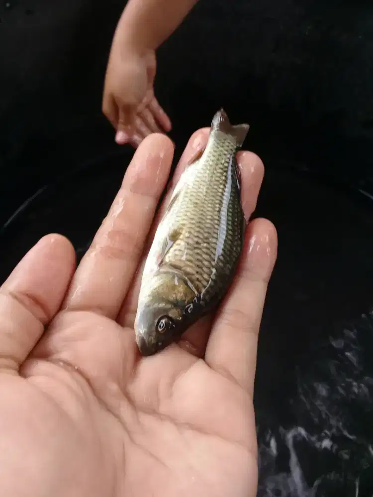 Amanah Olshope bibit ikan mas kwalitas bagus