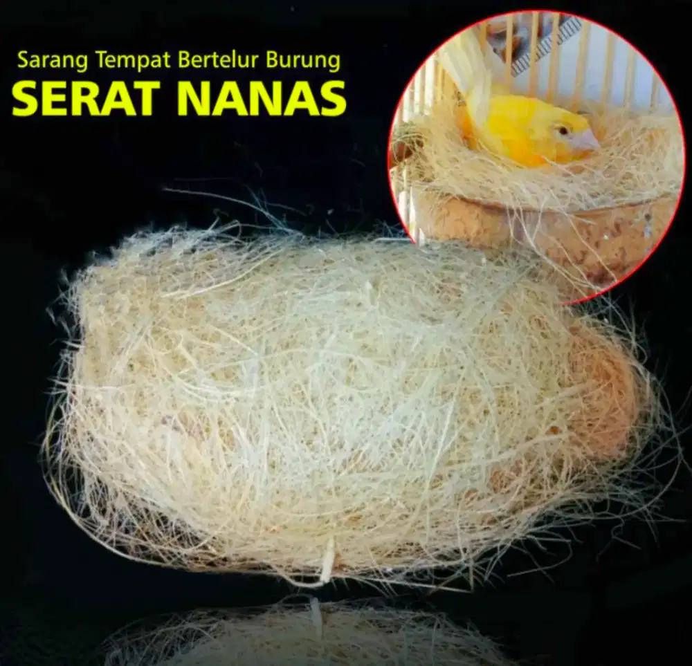 Sarang Tempat Bertelur Burung
