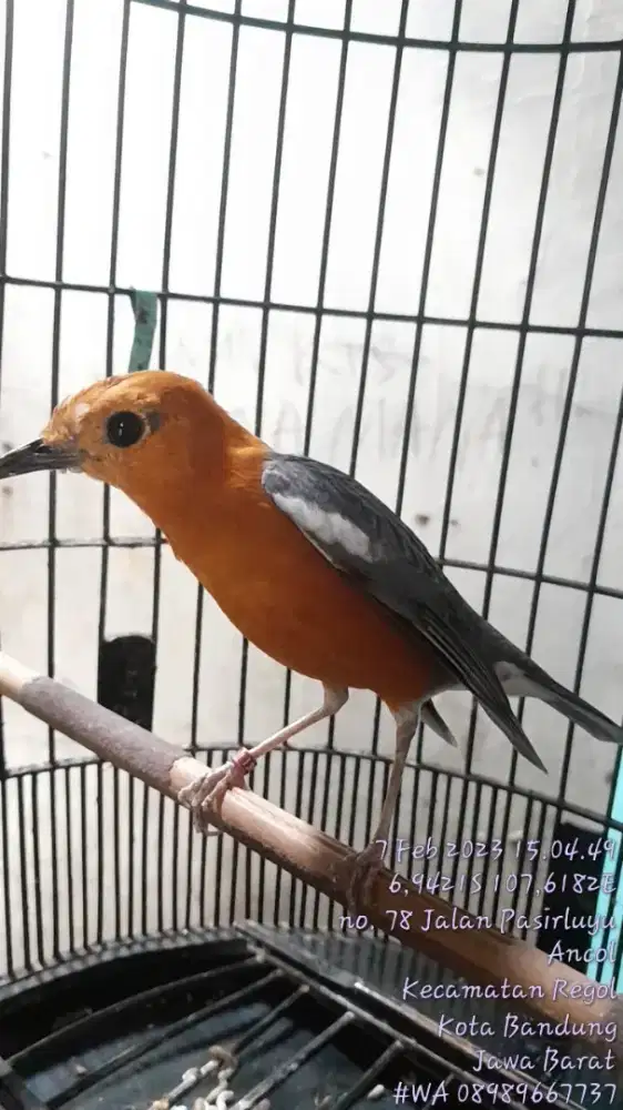 BURUNG ANIS MERAH PUNGLOR FULL GACOR KONSLET ANTI STRES ADAPTASI DSB