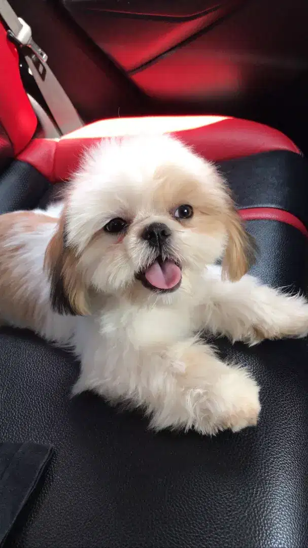 Pejantan pacak shih tzu