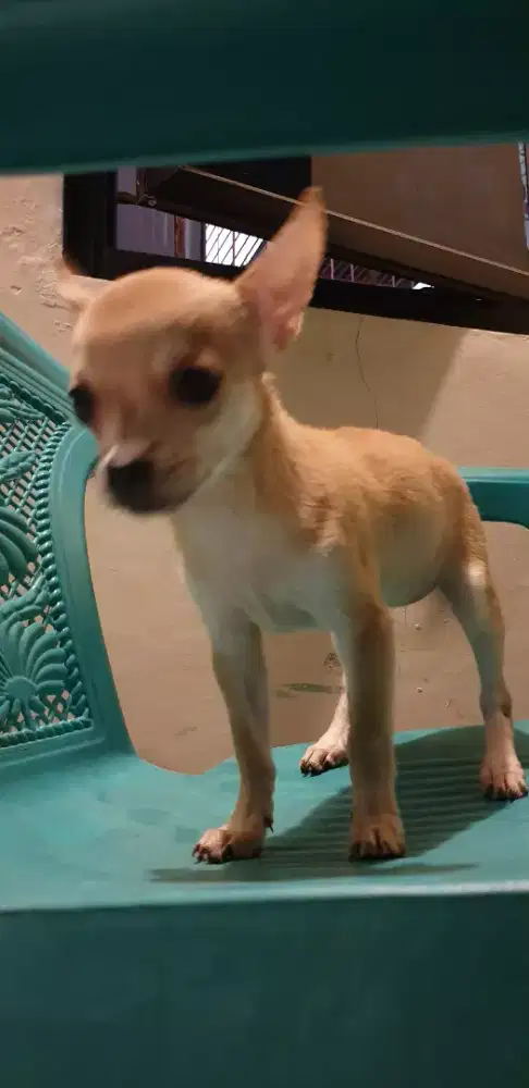 Beli 2 Gratis 1 Chihuahua 2 bln siap adopt