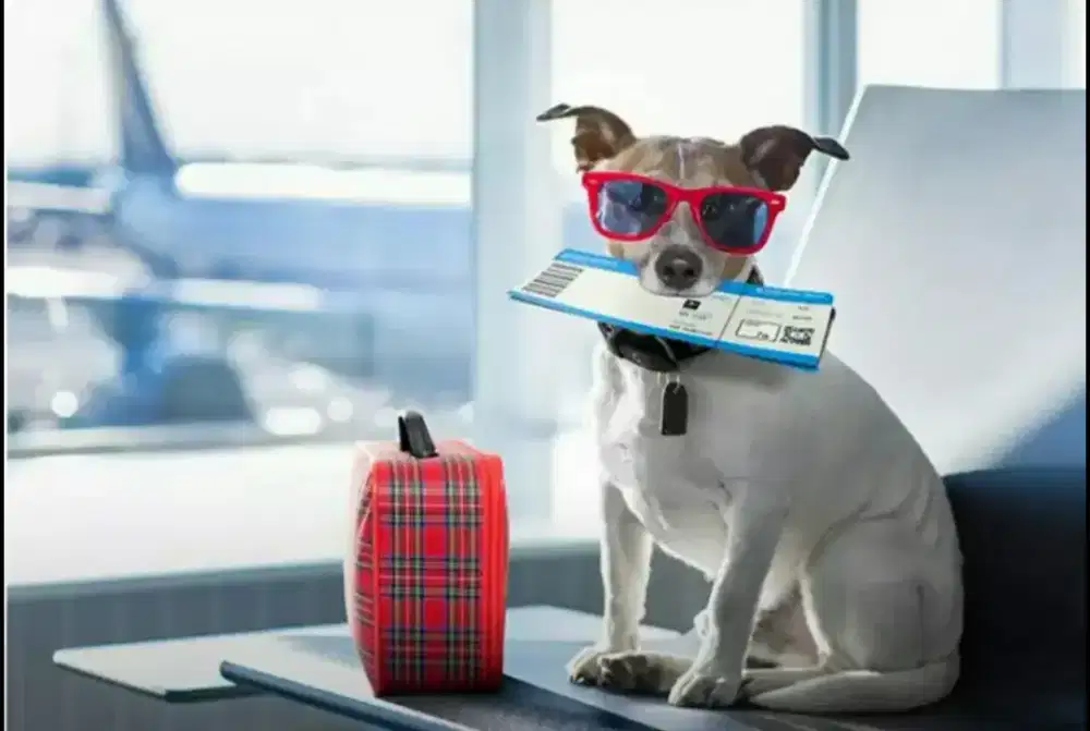 Pengiriman hewan/pet travel