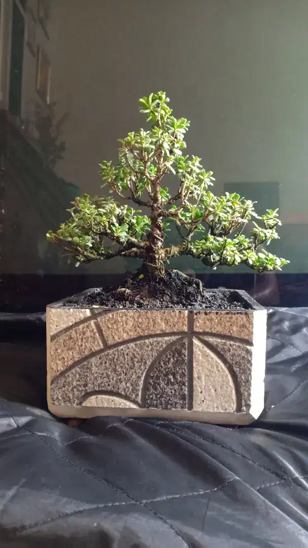 Bonsai Santigi MAME (PempisAcidula)