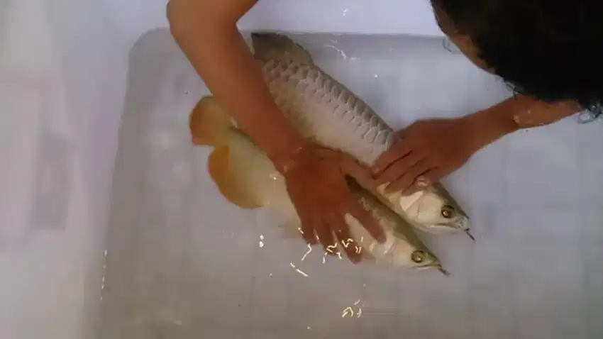 Arwana / Arowana Golden Red Riau 60CM (INDUKAN)