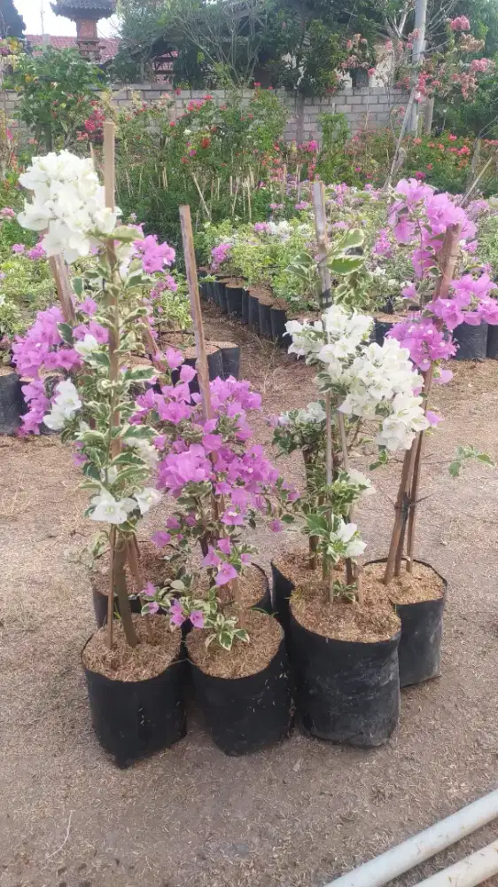 Jual bunga Bougenville ,bunga Bougenville ,jual kembang kertas ,jual