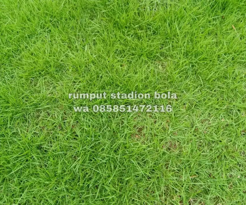 Harga Supplier Rumput Stadion Lapangan Zoysia Matrella Wonogiri