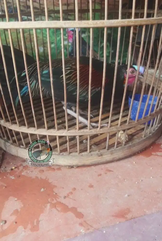 Jual ayam hutan hijau - ayam hutan hijau