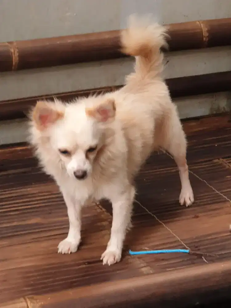 Beli 2 GRATIS 1 Dog mini  size kecil