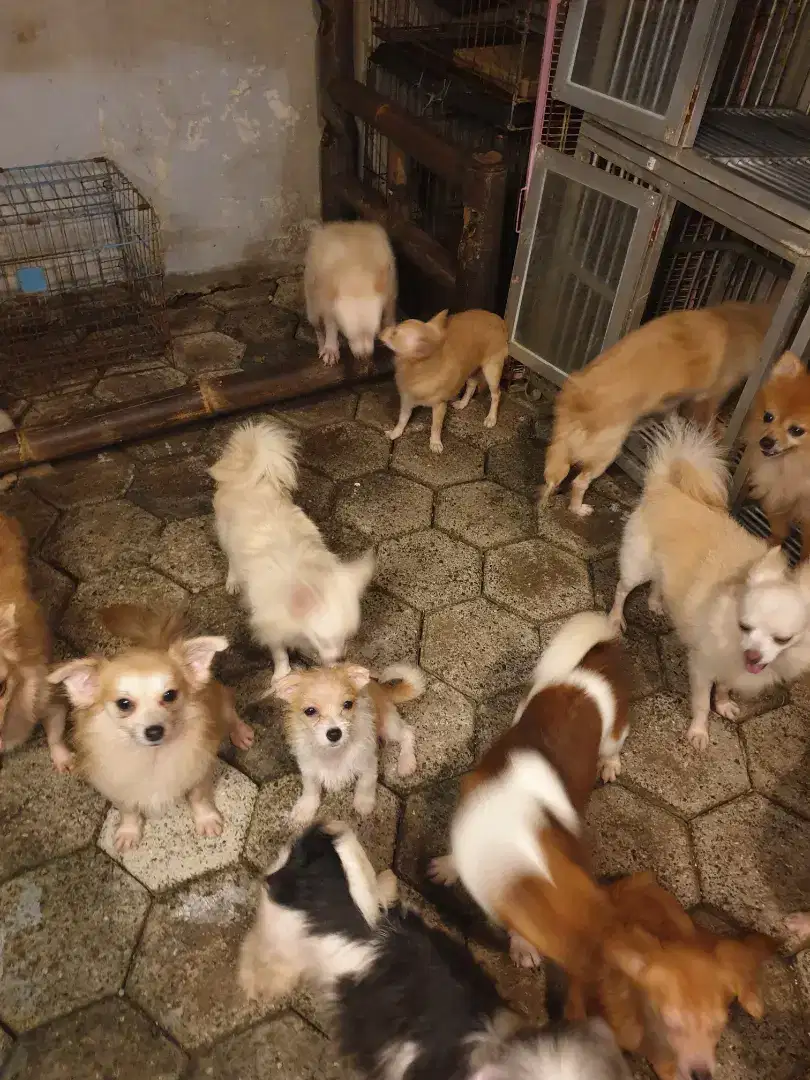 Chihuahua unyu2