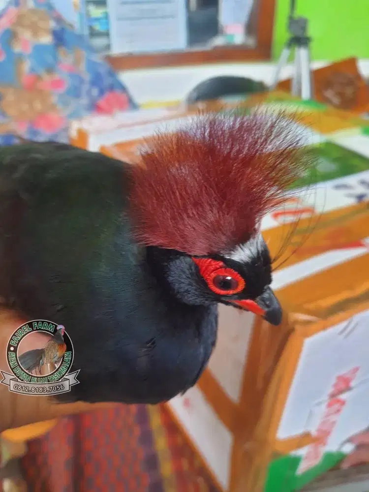 Jual puyuh sengayan - puyuh sengayan jambul