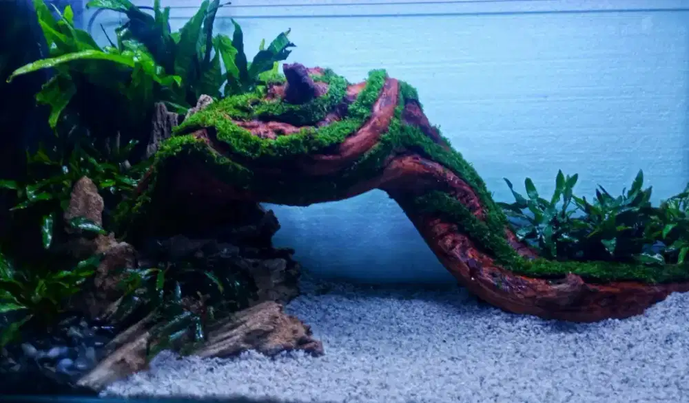 Design tema aquascape tank 40cm aquascape