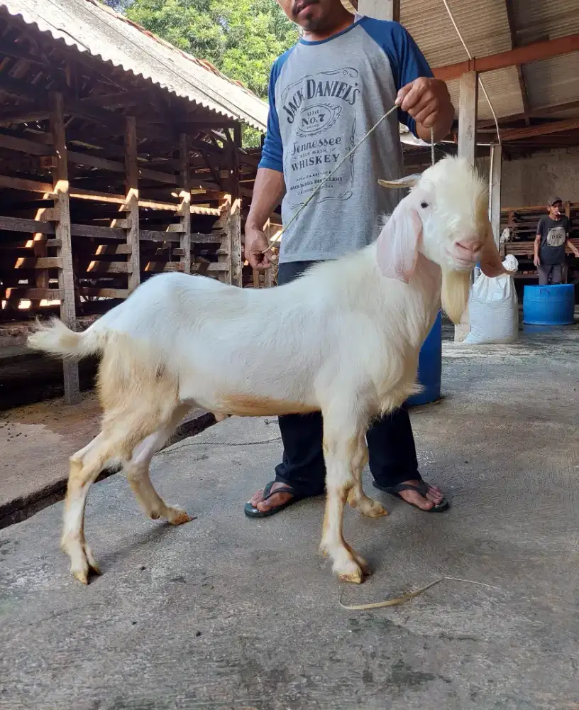 Jual Kambing Premium / Kambing Super / Kambing PE / Kambing Murah