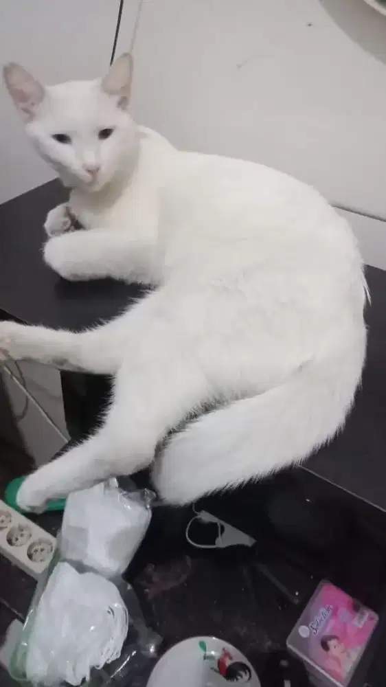 Grooming pqnggilan jakarta tangerang