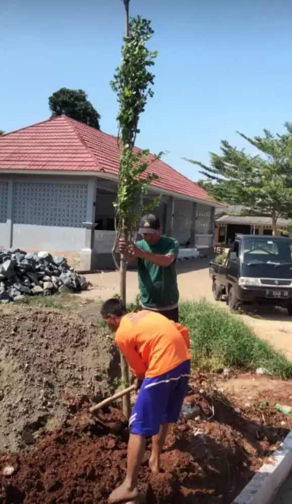 Pohon ketapan kencana buat peneduh