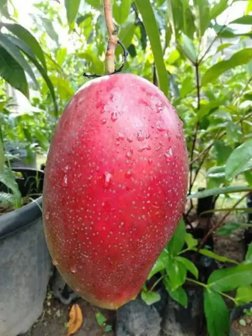 Jual bit Pohon Mangga Yuwen/Taiwan yg Brbuah sekacang tanah Min 2pohon