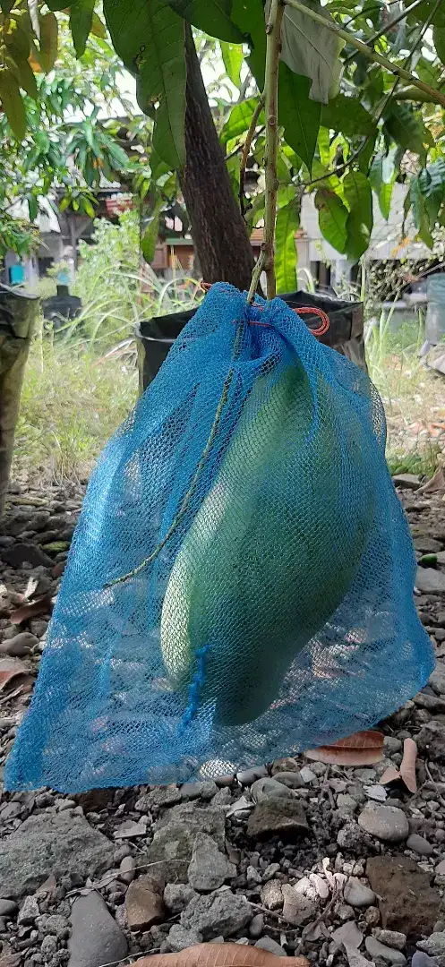 Brongsong Buah Anti Hama Kelelawar 30×40 cm