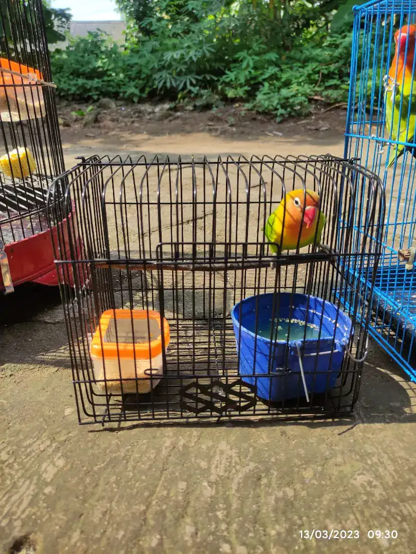 Lovebird biola green harian brisik include kandang kecil