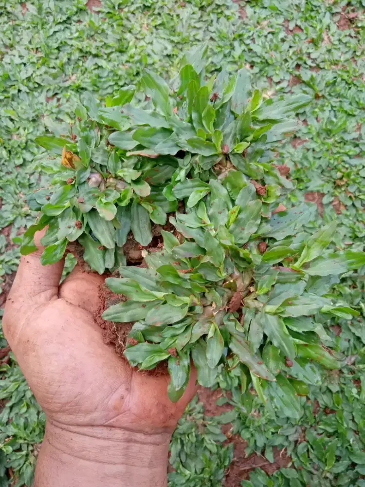 Rumput gajah mini daun halus