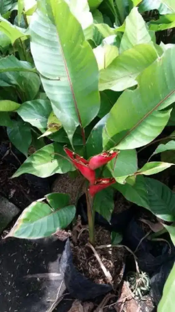 Jual pohon pisang Betet