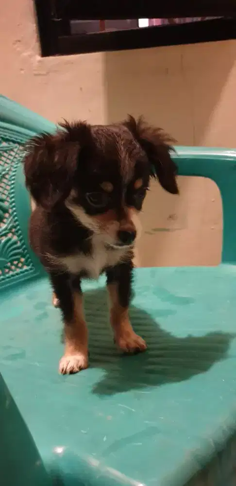 Beli 2 Gratis 1 Chihuhua 2 bulan anakan