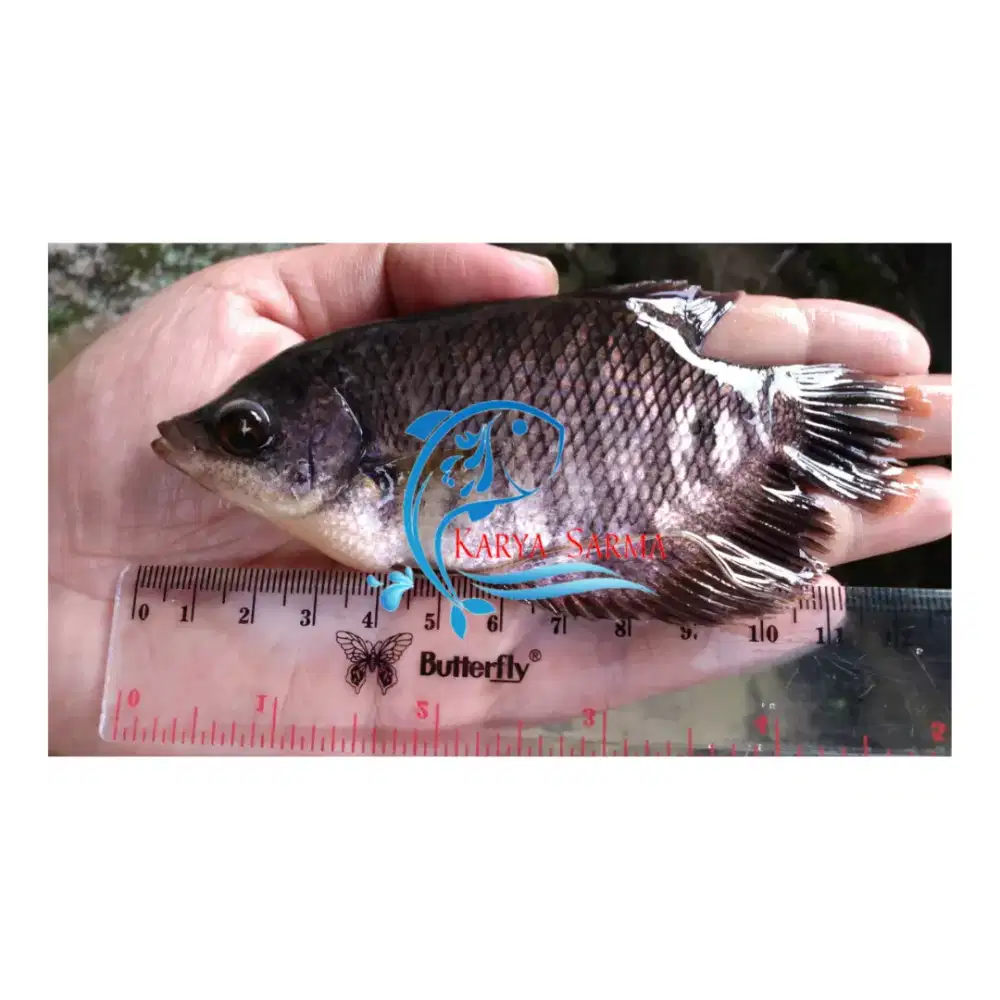 Bibit Ikan Gurami Hitam ± 4,5 - 5 inci / Benih Gurame ± 4,5 - 5 inchi