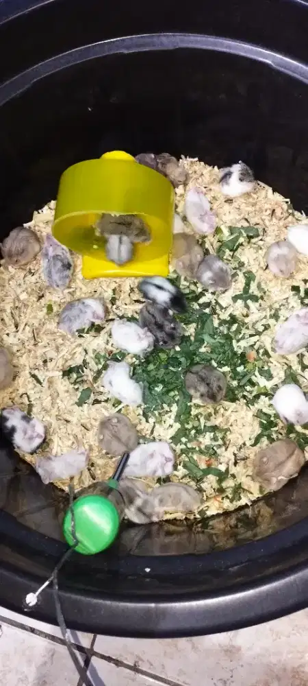 Hamster chambell