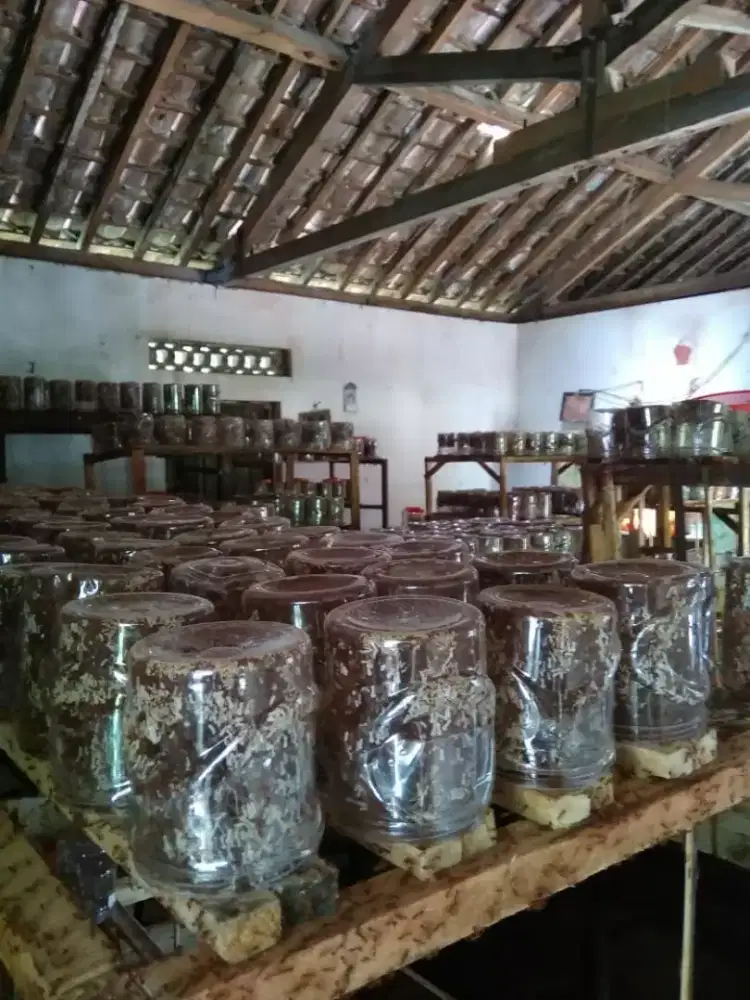 supplier bibit kroto super