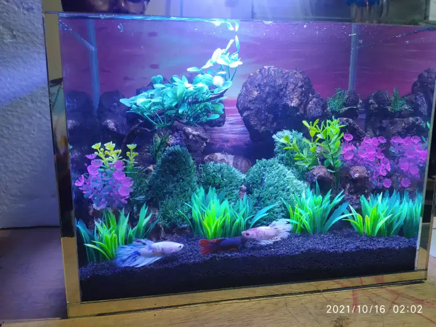 Aquarium mini untuk ikan Cupang