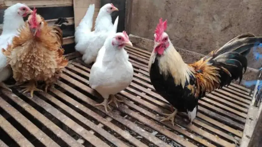 Nego Ayam Hias Ayam Kate